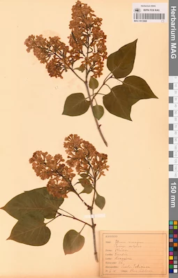 MAG 0013888