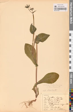 MAG 0013891