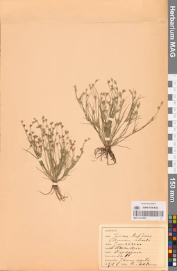 MAG 0013895
