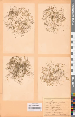 MAG 0013897