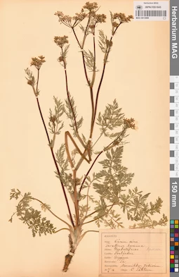 MAG 0013899