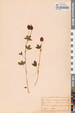 MAG 0013900