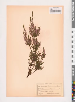 MAG 0013901