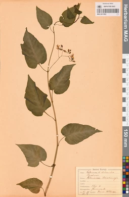 MAG 0013902