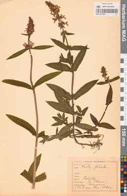 MAG 0013905