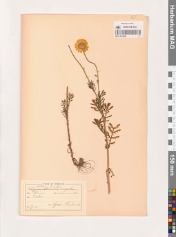 MAG 0014028