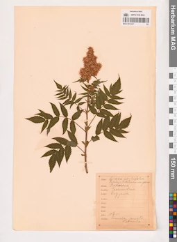 MAG 0014347