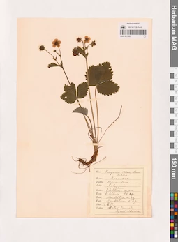 MAG 0013827