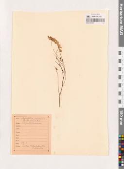 MAG 0013831