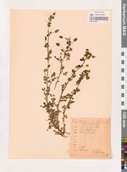 MAG 0013833