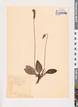 MAG 0013837