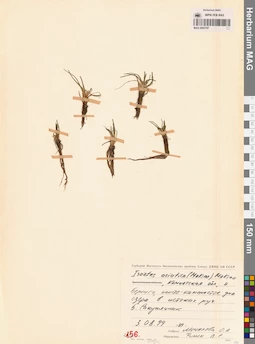 MAG 0003787