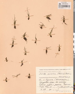 MAG 0003788