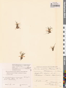 MAG 0003792