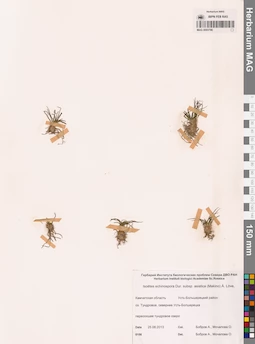 MAG 0003798