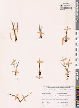 MAG 0003799