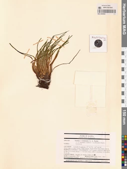 MAG 0005964