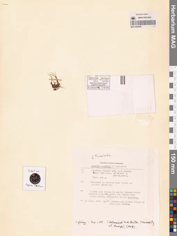 MAG 0005968