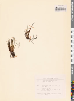 MAG 0005969