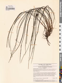 MAG 0005974