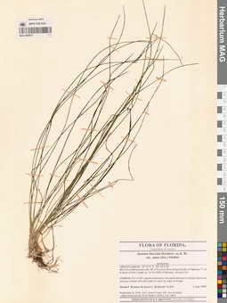 MAG 0005977