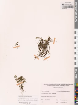 MAG 0002793