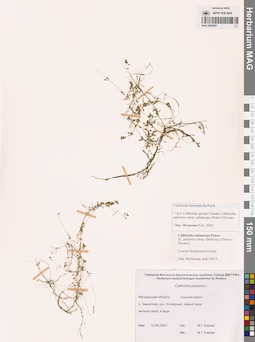 MAG 0002897