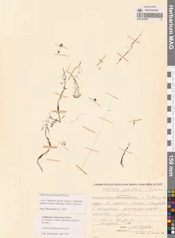 MAG 0002898