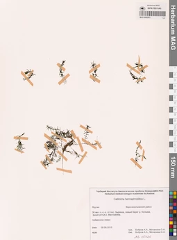 MAG 0002921