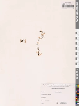 MAG 0002922