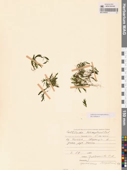 MAG 0002923