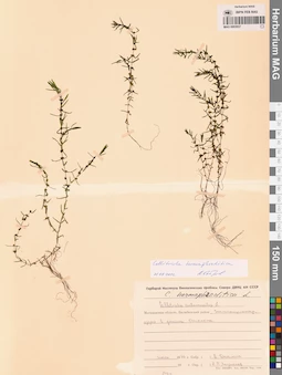 MAG 0002937