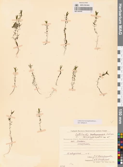 MAG 0002939