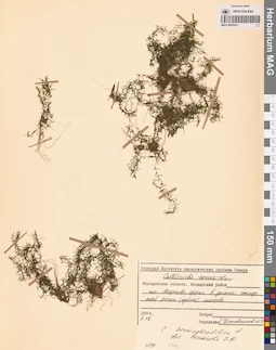 MAG 0002943