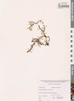 MAG 0002949