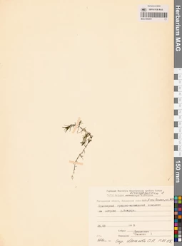 MAG 0002951