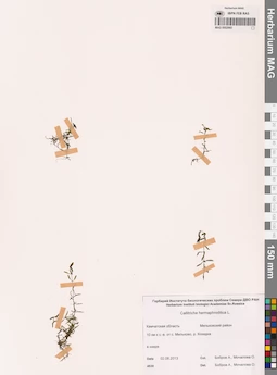 MAG 0002960
