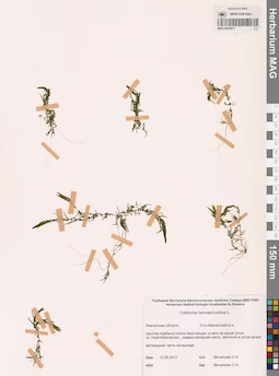 MAG 0002971