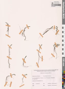 MAG 0002973