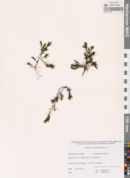 MAG 0011338