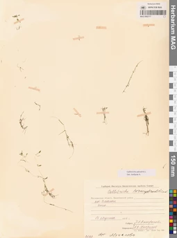 MAG 0002717