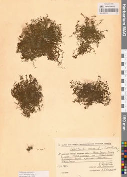 MAG 0002718