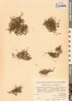 MAG 0002719