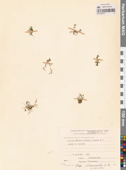 MAG 0002720