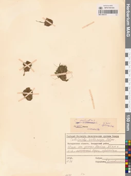MAG 0002723