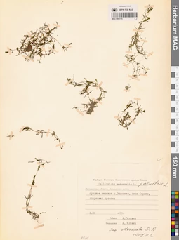 MAG 0002725