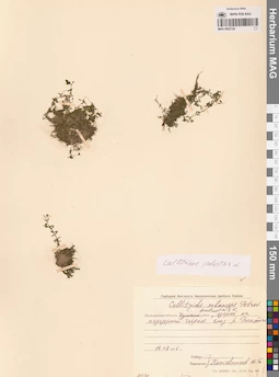 MAG 0002728