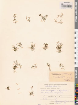 MAG 0002729
