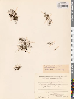 MAG 0002730