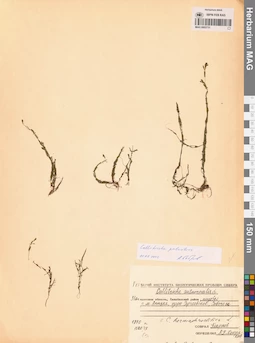 MAG 0002731